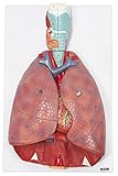 Axis Scientific 3/4 Life-Size Human Lung and Respiratory System Model - 7 Removable Parts Includes 2-Part Heart, Detachable Larynx, and Full Color Product Manual