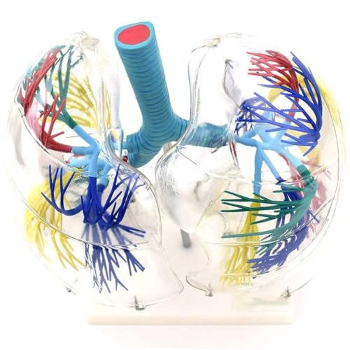 Modèle de poumon transparent 3D AMITD avec arbre bronchique et support - 4