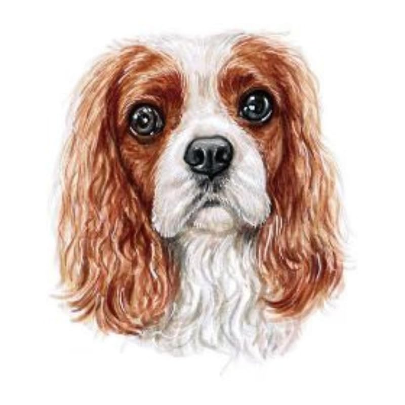 cavalier-king-charles-spaniel-temporary-tattoo-by-shopgomad