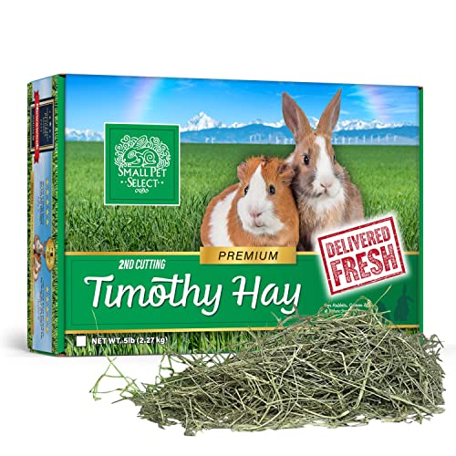 8 Best Hay for Guinea Pigs A Helpful Guide Guinea Pig Tube