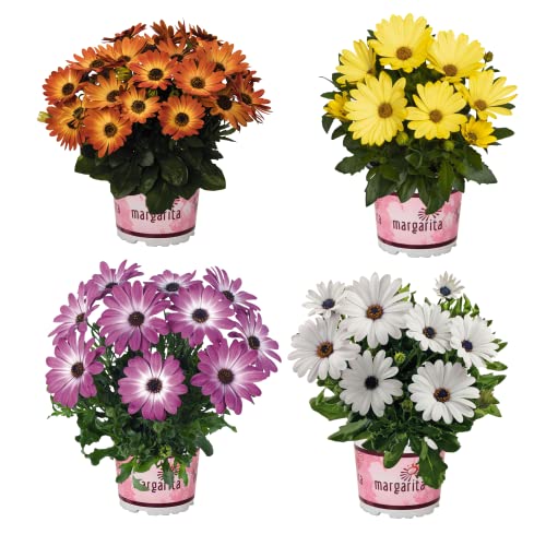 Margaritas Chrysanthemum Pack de 4 Plantas Naturales de Exterior e Interior Margaritas Crisantemo