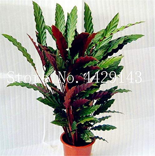 Sumpf frisch 100 Stck Calathea Warscewiczii Blumensamen zum Pflanzen von  Schwarz : Amazon.de: Garten