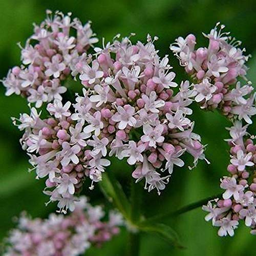 Salad - Inverno Indivia - Gialla Un Pieno Cuore - da esotici Semi di - 200 Semi