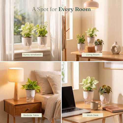 Image of Kyari Combo of 4 Indoor Plants - Jade, Syngonium White, Philodendron Micans & Philodendron Oxycardium with White Self Watering Pot 4 Inch
