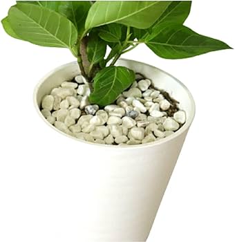 Amazon｜PURIZA 観葉植物 白石付き フィカス アルテシマ 曲がり 8号鉢