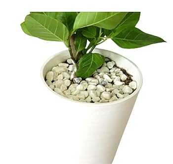 Amazon｜PURIZA 観葉植物 白石付き フィカス アルテシマ 曲がり