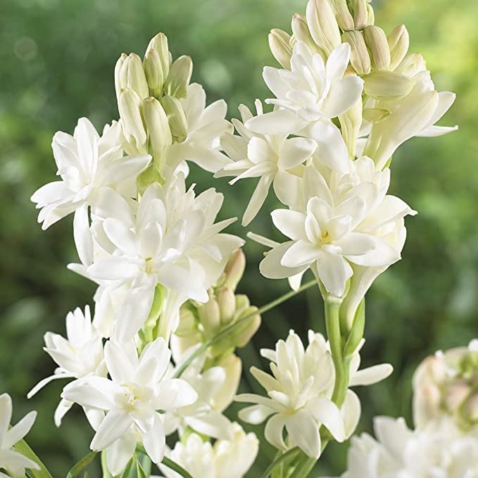 PLANTOGALLERY Tube Rose Rajanigandha Aromatic Flowers Double Flower Bulbs 100% Germination - Pack of 15 Bulbs (B09B2KF1NB) Amazon Price History, Amazon Price Tracker