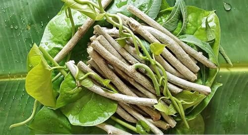 Whole Farm Fresh Giloy Stem Ayurvedic Plant Stem Set 24, 6 Inch Total 72 Inch (Pack of 1)