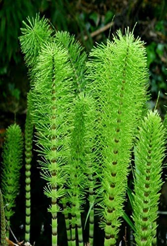 QHYDZ Garden-20/50pcs Raras Semillas Equiseto de Invierno Perenne Cola de Caballo Resistente al frio Equisetum hyemale Planta Ornamental para Jardin Patio Maceta