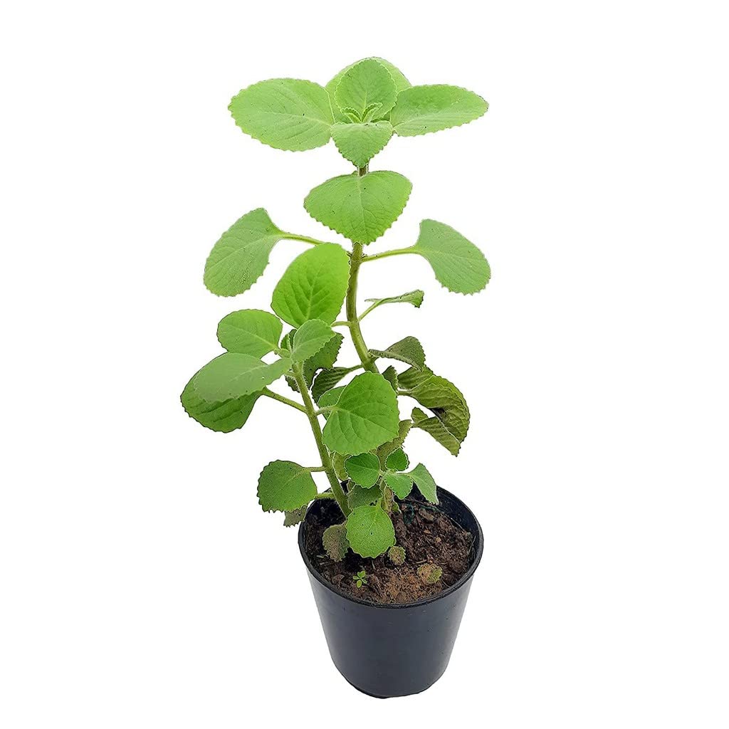 OhhSome Doddapatre/Mexican Mint Indoor Plant (Healthy Live Plant) (B09QT3GQM3) Amazon Price History, Amazon Price Tracker