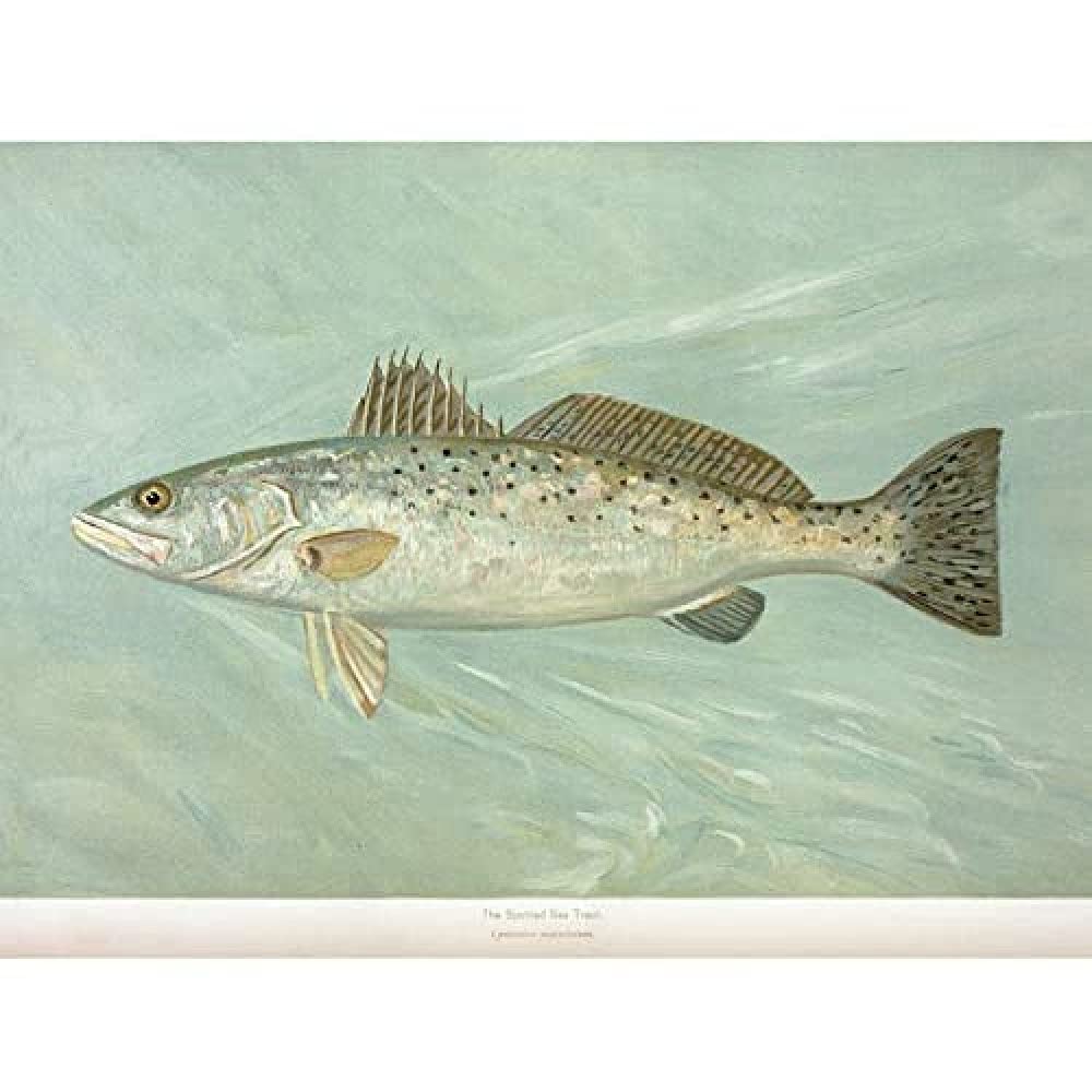 Artery8 Petrie North American Fishes Sea Trout Illustration Art Print Canvas Premium Wall Decor Poster Mural