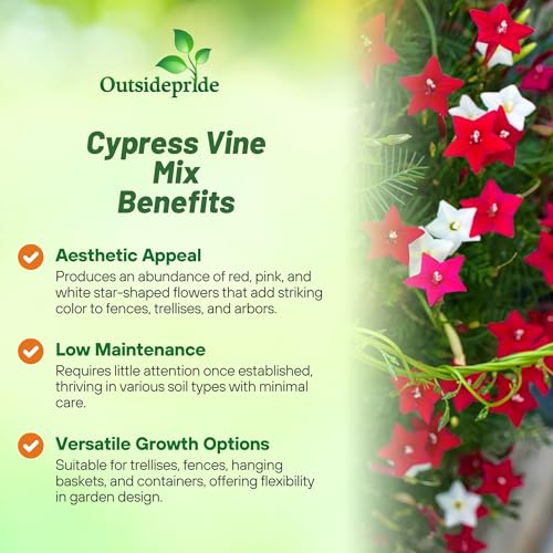 Outsidepride Mixed Cypress Vine Seeds - 100 Pcs Annual Flower Seeds with Nectar-Rich, Star-Shaped Flowers & Feathery, Fern-Like Leaves for Fences, Trellises, Pergolas & Vertical Gardens - Thumbnail 3