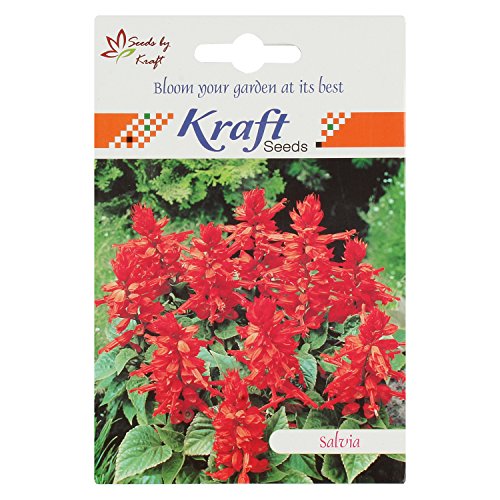 Salvia Seeds by Kraft Seeds