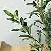 LOMANTO Artificial Olive Trees, 5 ft Tall Fake Olive Trees for Indoor, Faux Olive Silk Tree, Large Olive Plants with White Planter for Home Decor and Housewarming Gift, 1 Pack