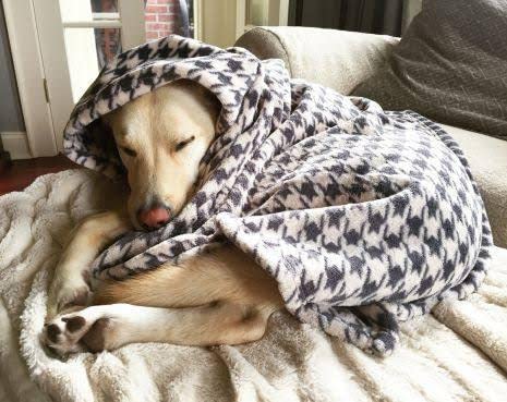See full amazon price history chart for Bezzilish Home Premium Dog/Cat Blanket, Soft and Warm Pet Throw for Dogs & Cats Double ply for All Season 50 X 80 inches Multicolor - (Pack of 1) Bezzilish Home Premium Dog/Cat Blanket, Soft and Warm Pet Throw for Dogs & Cats Double ply for All Season 50 X 80 inches Multicolor - (Pack of 1) (B09NQD9J12) Amazon Price History, Amazon Price Tracker