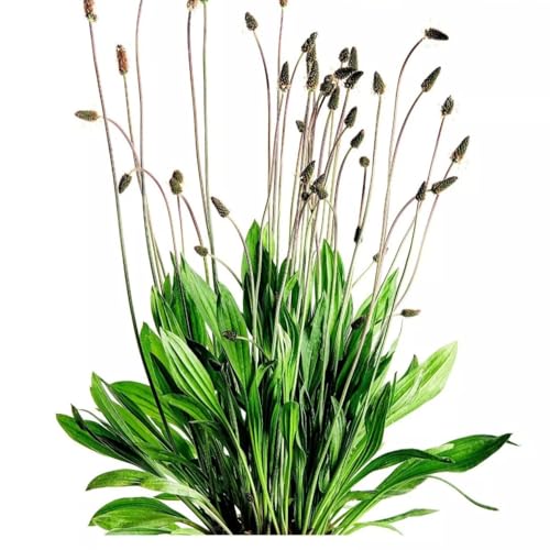 English Plantain - 850 Seeds + freebie + Plant tag (Plantago