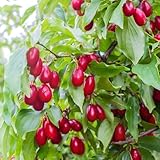 piante da frutto nane vendita roma Il Corniolo è un arbusto o piccolo albero rustico, apprezzato sia per i suoi frutti commestibili sia per il suo valore ornamentale. Produce bacche rosse allungate, leggermente acidule, ottime da consumare fresche o trasformare in marmellate, liquori e sciroppi. 🍒 Caratteristiche della varietà: * Frutti rossi, dolci-aciduli, di piccola-media pezzatura * Fioritura gialla precoce, molto decorativa * Pianta rustica e longeva * Crescita compatta, ideale anche per piccoli giardini * Adatta sia a frutteti domestici che a scopi ornamentali 🌱