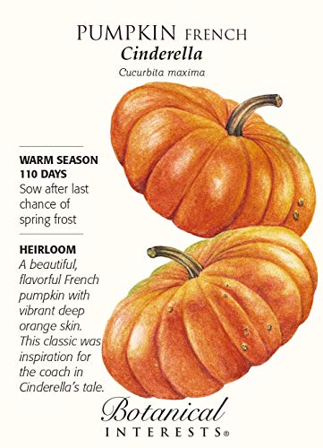 Pumpkin French Cinderella Seed