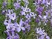 Evening Scented Stock-3000 Seeds (Matthiola longipeta) Perfume Plant,Cold Hardy