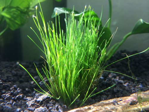 Aquatic Arts Dwarf Hairgrass - Live Aquarium Plant