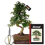 Genki-Bonsai
