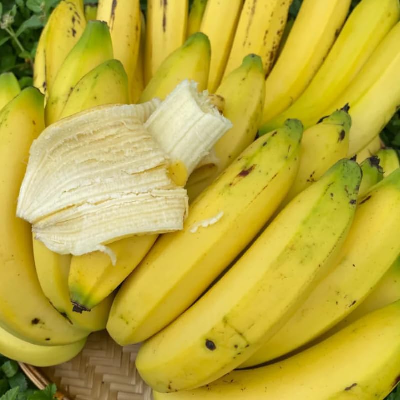 3 Plugs Common Banana Plants Live for Planting Outdoor Indoor, 3-5" Tall, Banana Trees Live Plants for Spring Plant, Fast-Growing, Cold Hardy