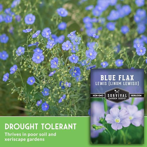 Lewis Blue Flax Seeds for Planting - Survival Garden Seeds (1 Pack) - Image 5