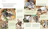 Ratten: So fühlen sich die Kletterkünstler rundum wohl (GU Tierratgeber) - 6