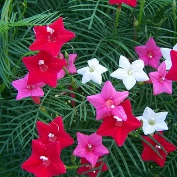 See full amazon price history chart for (May June Sowing) Agro Acres Hybrid Morning Glory Flower Seeds - Cypress Vine Mix - 25 Seeds Pack (May June Sowing) Agro Acres Hybrid Morning Glory Flower Seeds - Cypress Vine Mix - 25 Seeds Pack (B09T78HWVD) Amazon Price History, Amazon Price Tracker