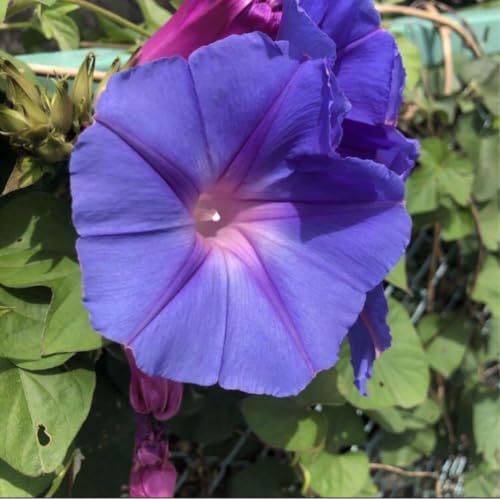 オーシャンブルー 琉球アサガオ 朝顔 琉球 あさがお 挿し穂 1本のサムネイル