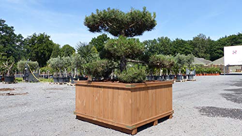 gruenwaren jakubik Kiefer Bonsai Pinus Sylvestris im Premium Holzkübel 140x140x74 cm winterhart