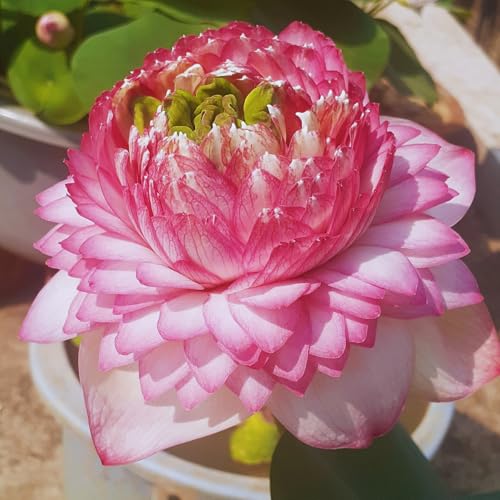 Image of Very Beautiful Rear All Season Pink Cloud Water Lotus(Pack Of-2) /Water Kamal /Water Lily Plant (TUBER) Original Hybrid Veriety Blloming With In 30 Days For Live Plant.