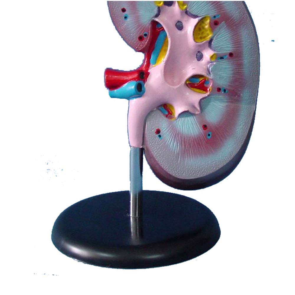 Model edukacyjny ludzka nerka model medyczny anatomiczny model nerek materiał PVC model anatomii biologicznej, modele medyczne model szkieletu