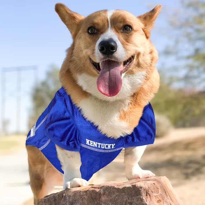 Image of Pets First NCAA College Kentucky Wildcats Mesh Jersey for Dogs & Cats, X-Large. Licensed Dog Jersey with Your Favorite Football /Basketball College Team