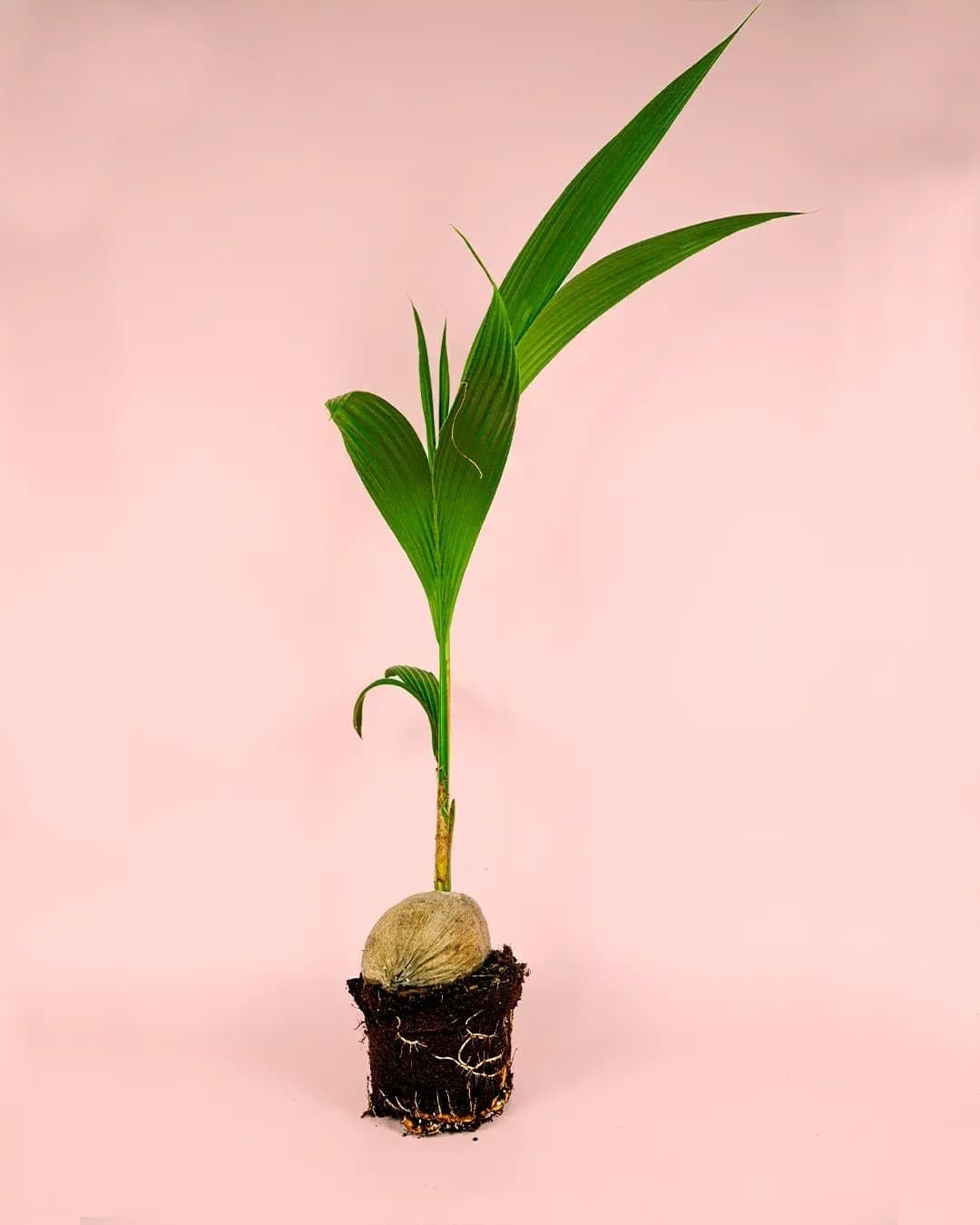 Coco Nucifera | Plantas Naturales Interior | Pur Plant