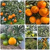 300 piezas semillas de naranjo - plantas en maceta resistentes, mandarino semillas orgánicas de plantas cítricas, plantas en macetas para exterior, planta salada Plantas de balcón