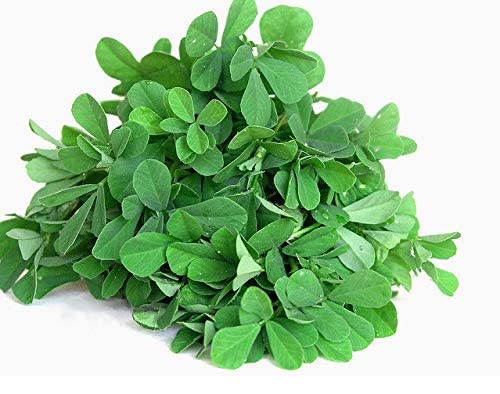 Kraft Seeds Fenugreek/Methi Improved (10Gm) Heirloom Vegetable Seeds Non-GMO (Variety Superb Vegetable Garden) (B09XMRNRRG) Amazon Price History, Amazon Price Tracker
