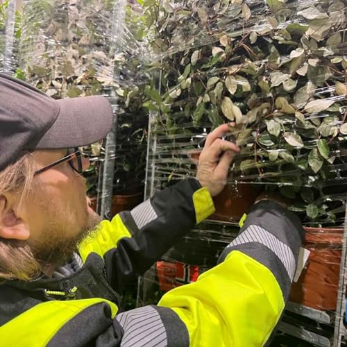 Blindpassasjerer i hagen