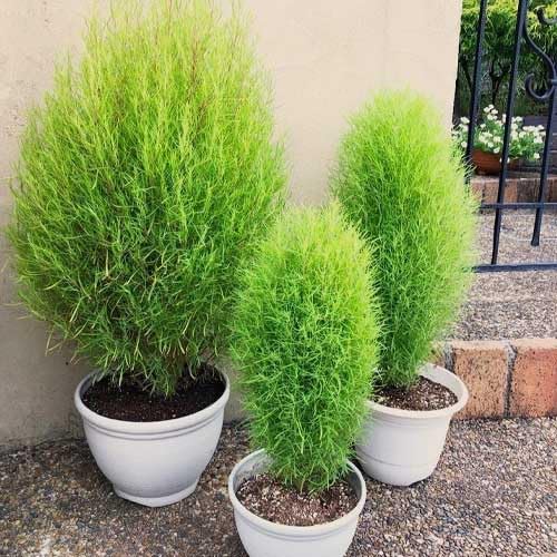 Image of Kochia Hybrid Seeds Flower | Kochia Green Color Hybrid Flower Seeds For Summer Season pack of 50 seeds