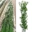 5 Bamboos