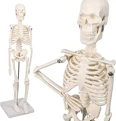 Mini modelo de esqueleto humano, modelo pequeno de ossos humanos de 45 cm com braços, pernas e suporte móveis, para estudantes, crianças estudarem anatomia do sistema esquelético humano,