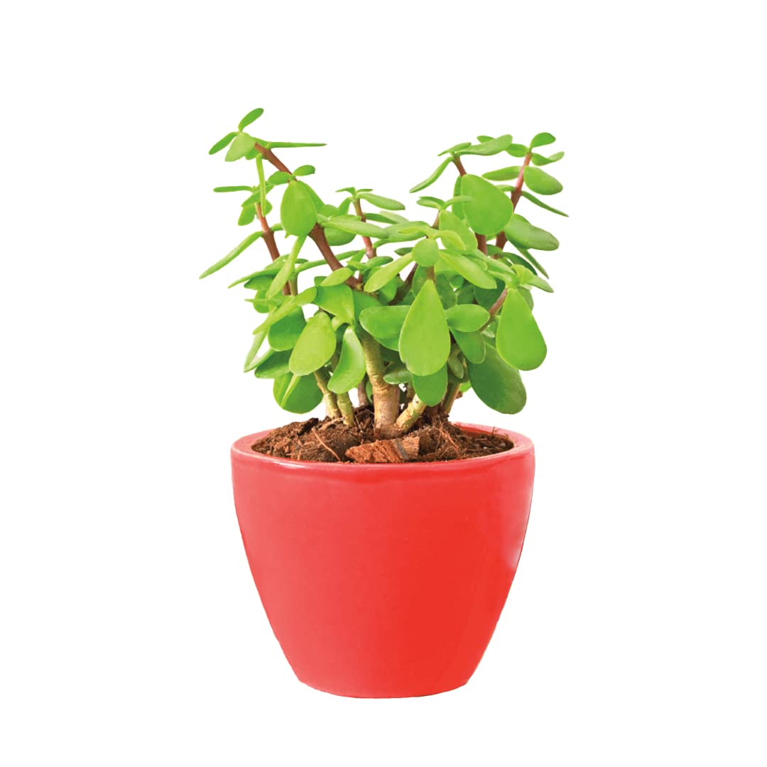 Ugaoo Good Luck Jade Plant with Apple Red Ceramic Pot - 4 Inch