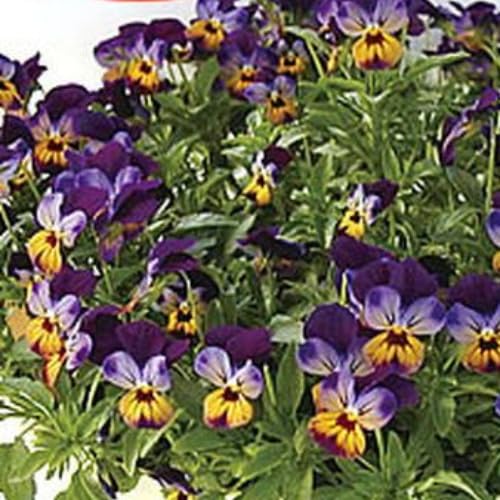 Amazon | ふっくらビオラ「みいちゃん」 1個 パンジー ビオラ すみれ