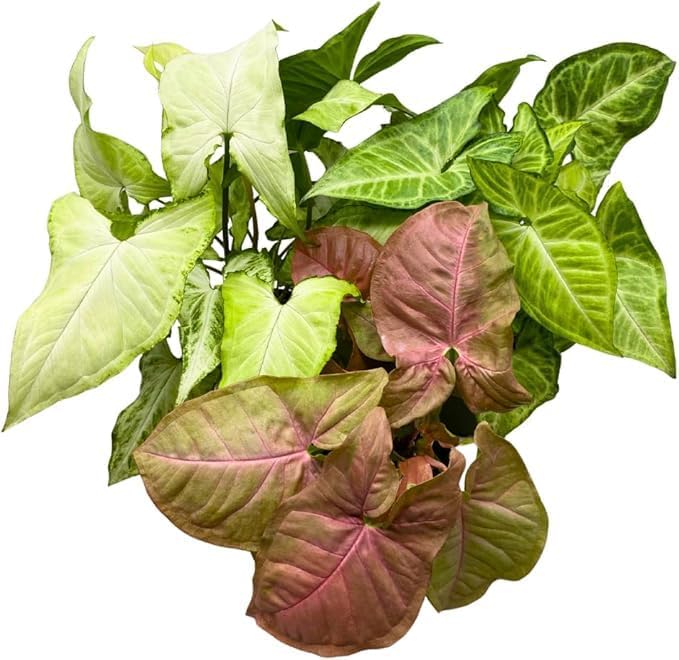 3 DifferentSyngonium Plants - Arrowhead Plants 3 Pack | Live Plant for Indoor & Outdoor | for Living Room, Office, Bathroom | (4" Pot) by Succulents & Such