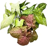 3 DifferentSyngonium Plants - Arrowhead Plants 3 Pack | Live Plant for Indoor & Outdoor | for Living Room, Office, Bathroom | (4' Pot) by Succulents & Such
