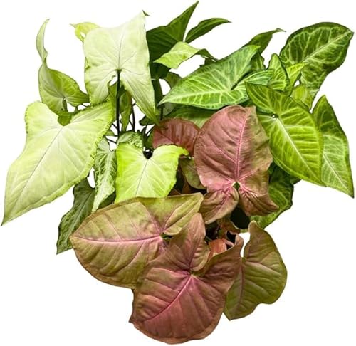 3 DifferentSyngonium Plants - Arrowhead Plants 3 Pack | Live