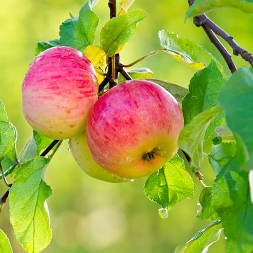 Honey Crisp Apple Tree Live Plant Up to 3 Feet, Bare Root Dormant, Spring Break Fruit Sweet Apple Trees Live Plants for Outdoor Planting, Cold Hardy Fruit