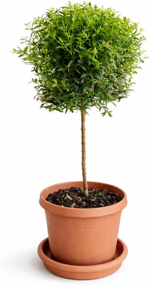 Myrtle Topiary Live Plant in 6" Pot - Elegant Evergreen Topiary for Patio, Entryway, or Indoor Tree