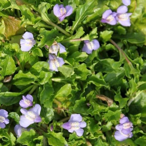 Lippenmäulchen - winterharte für garten, wildblumensamen winterharte steingartenpflanzen, blumendeko 500samen