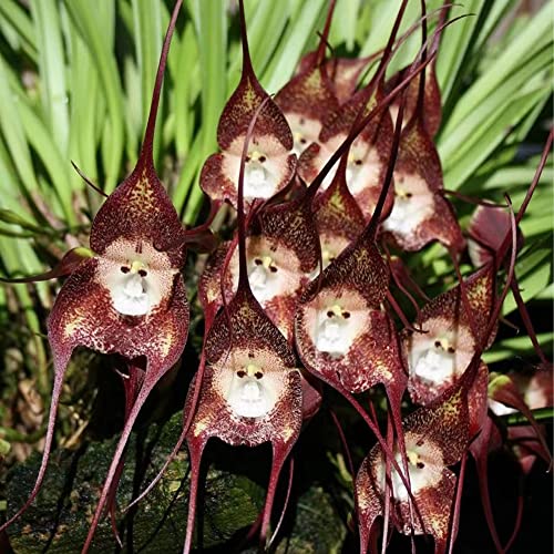 Affen Orchidee Pflanze Kaufen Die 15 besten Produkte im Vergleich